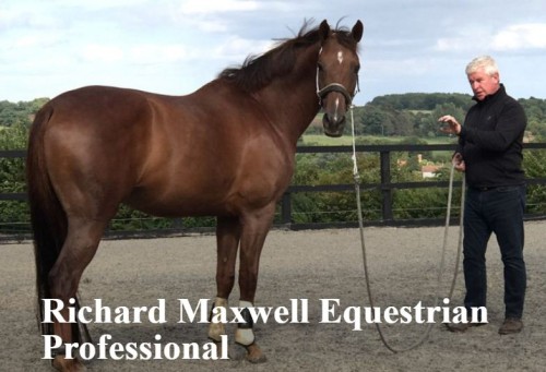 Richard Maxwell is an equestrian professional, an expert in equine behaviour whose training can help you with loading issues, napping, bucking etc. Online training videos are available as well as bodwork and hypnotherapy.

https://www.richard-maxwell.com/