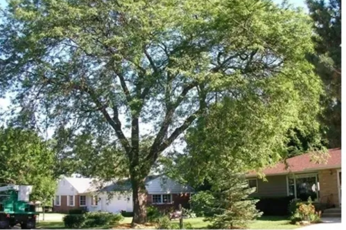 Looking for reliable tree service in Gwynn Oak, White Marsh, Nottingham MD, Windsor Mill, Woodlawn, Lochern, or Kingsville? Our expert team offers comprehensive tree care, from trimming to removal.

Read More: https://baltimoretreediscountservice.com/howard