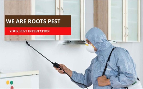 Looking for professional mice control services in Brampton, Milton, Toronto, or Markham? RootsPest offers top-rated rodent removal services in the Greater Toronto Area. Get rid of mice today!

https://rootspest.com/mice/