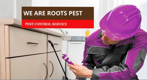 Looking for reliable pest control in Milton, Toronto and Brampton? Roots Pest Management offers expert solutions to keep your home pest-free. Contact us today!

https://rootspest.com/