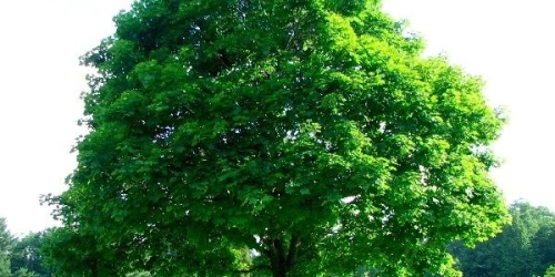 Tree service in Howard County. We are a full service and fully licensed emergency tree trimming, tree pruning, stump grinding, and tree removal company providing service in Howard County.

Read More: http://marylandtreediscountservice.com/howard-county/
