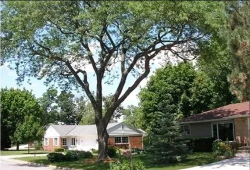 BaltimoreTreeDiscountService.com offers comprehensive tree care solutions in Baltimore and throughout Maryland. From expert tree removal and trimming to landscaping services

https://baltimoretreediscountservice.com/